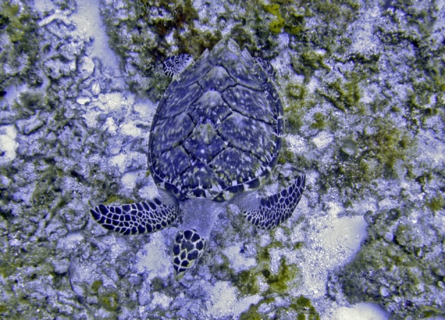  海龟 